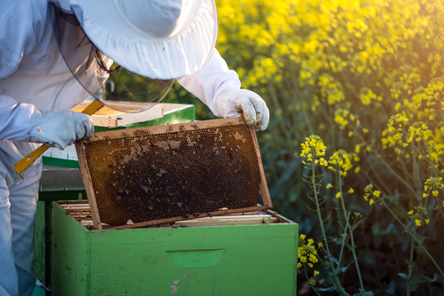 Erfahren Sie umglaubliches über die Helfer der Natur und erleben Sie die Arbeit der fleißigen Bienen.